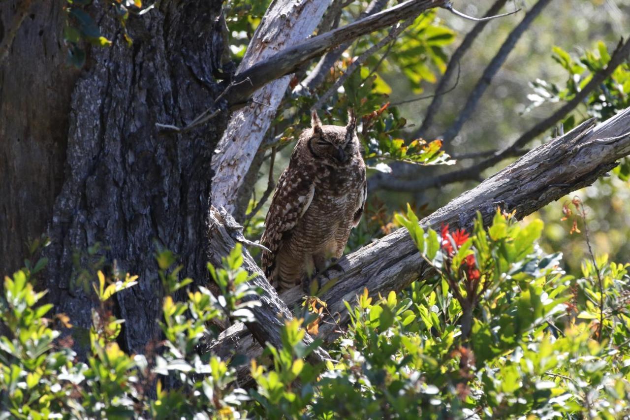 The Wood Owl Natureʼs Valley Екстериор снимка